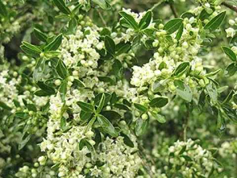 Discaria discolor