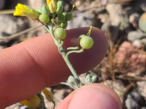 Physaria