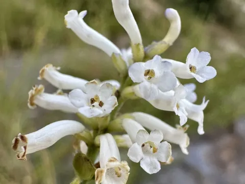 Diostea