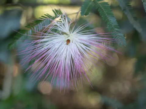 Calliandra