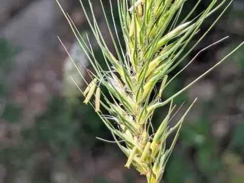 Dasypyrum