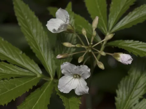 Seven-leaved toothwort