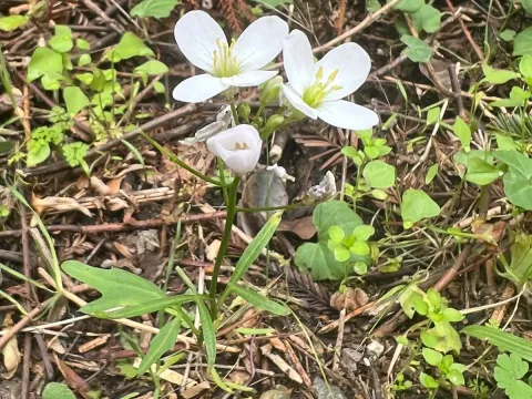 Toothwort