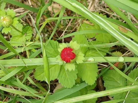Potentilla indica