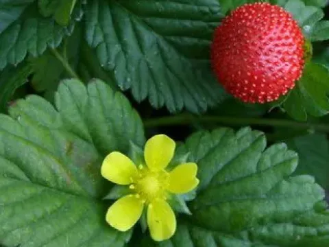 Mock strawberry