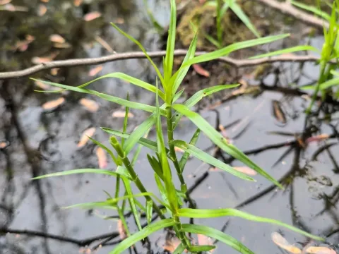 Dulichium
