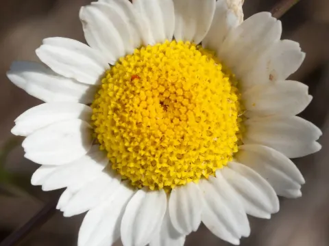 Давея
