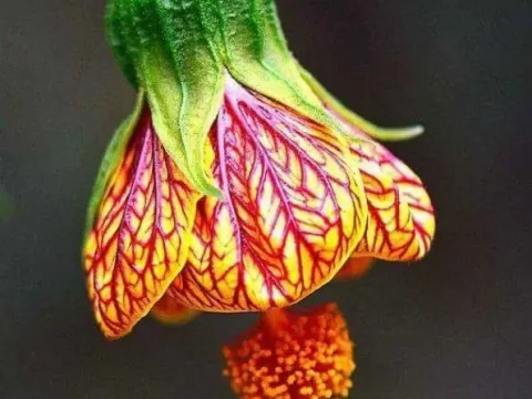 Abutilon
