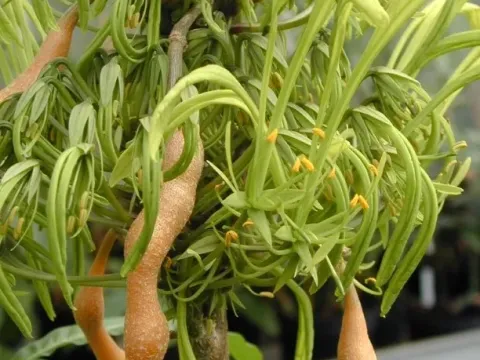 Euadenia