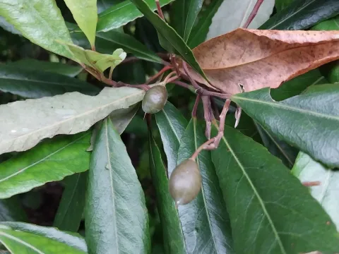 Elaeocarpus dentatus