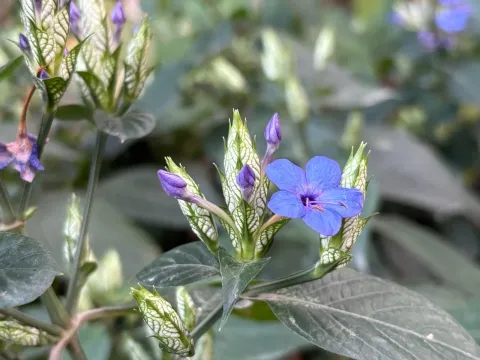 Eranthemum