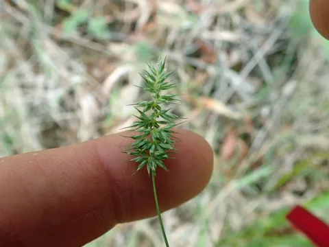 Echinopogon