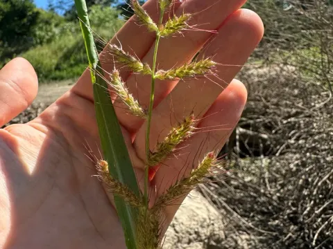 Rough barnyard grass