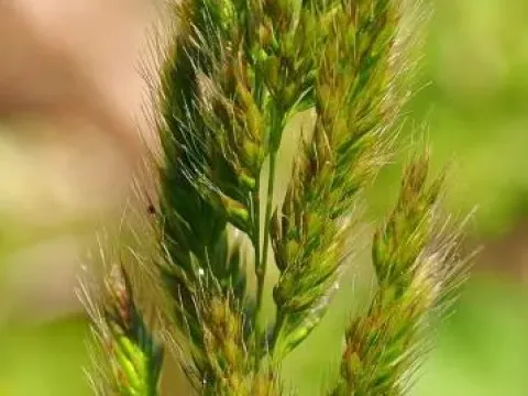 Rice barnyard grass