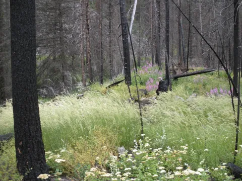Reed grass
