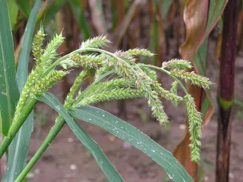 Crow-foot barnyard grass