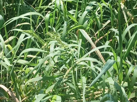Echinochloa holubii