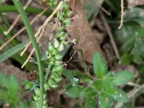 Barnyard grass