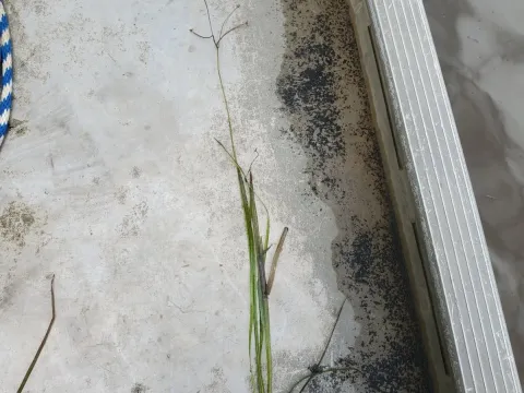 Sagittaria subulata