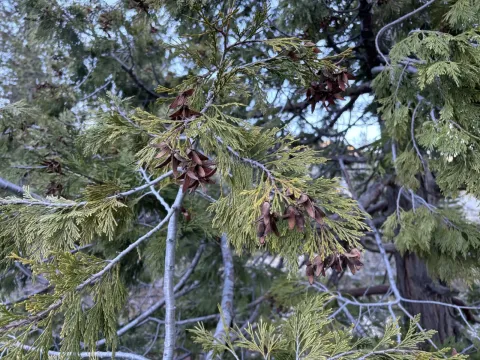 Incense cedar