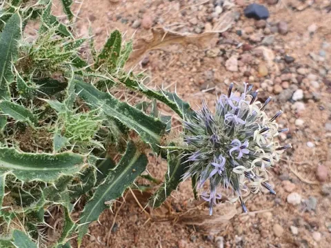Gmelin's globethistle