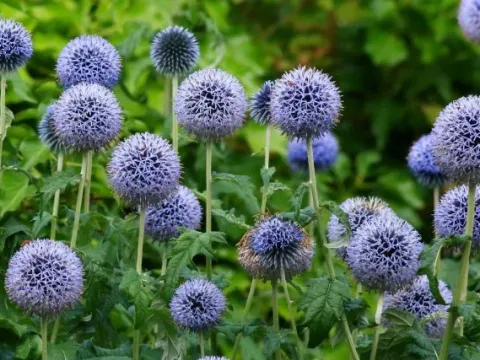 Echinops spinosus