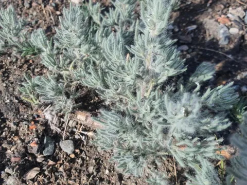 Bassia dasyphylla
