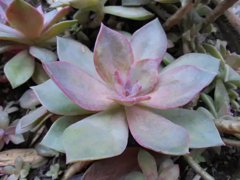 Echeveria