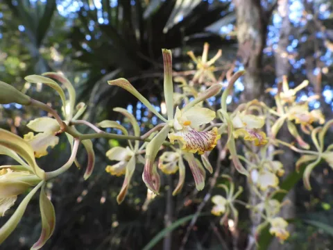 Encyclia