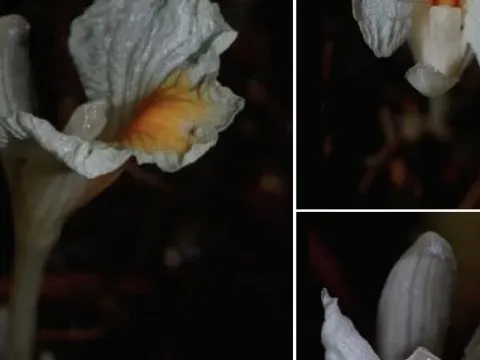 Elettariopsis