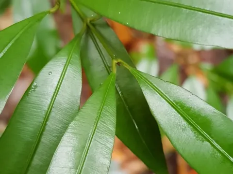 Calophyllum