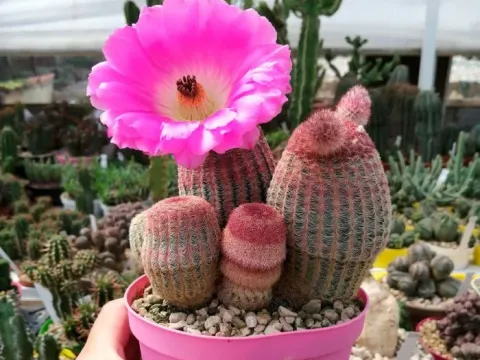 Echinocereus
