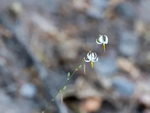 Echeandia