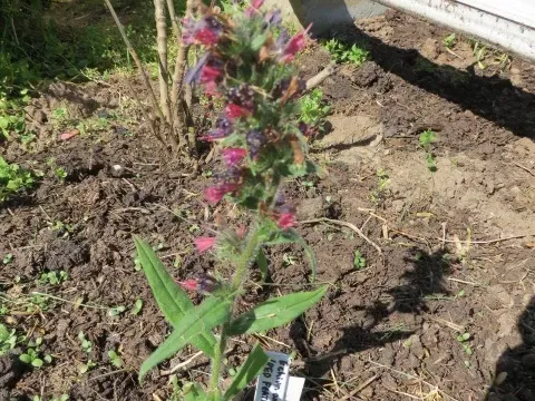 Echium amoenum
