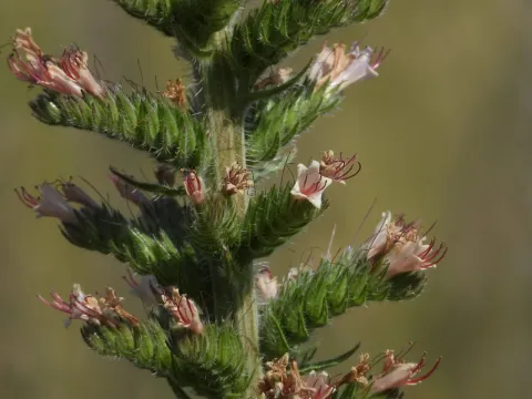 Echium boissieri