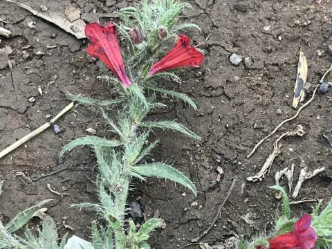 Echium horridum