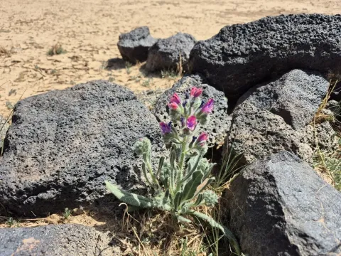 Rauwolf's viper's bugloss