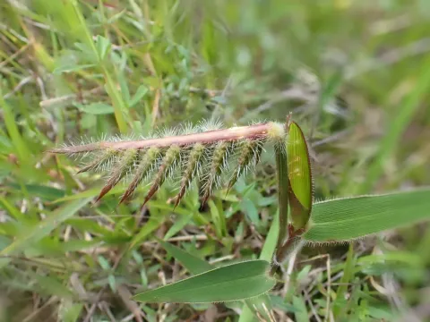 Echinolaena