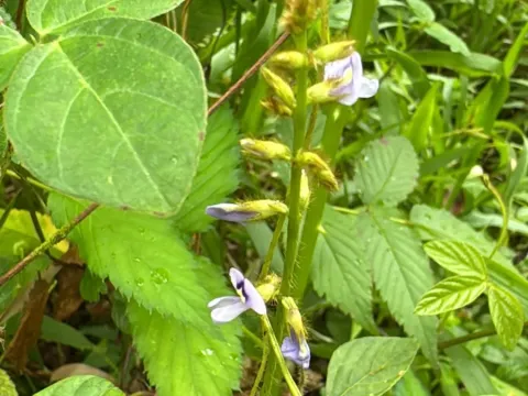 Calopogonium