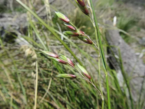 Ehrharta longifolia