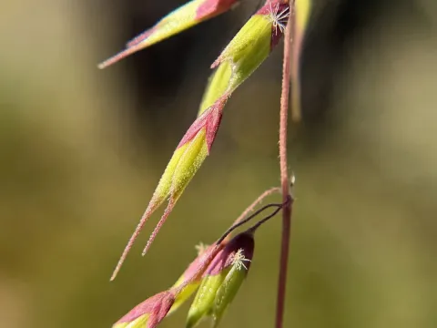 Ehrharta longiflora