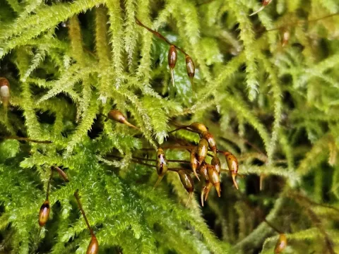 Eurhynchium