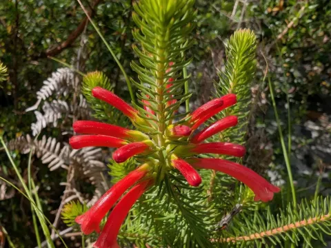 Erica abietina