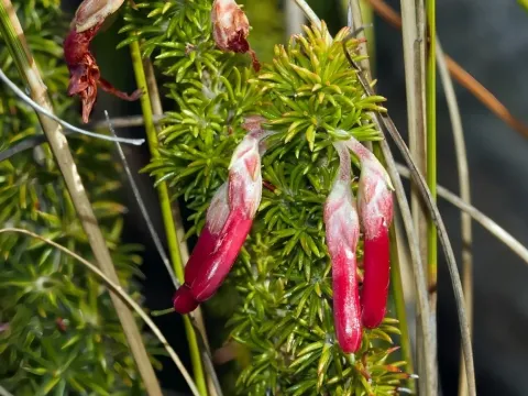 Erica coccinea