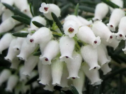 Erica caffra