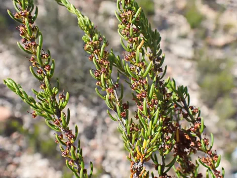 Erica coarctata