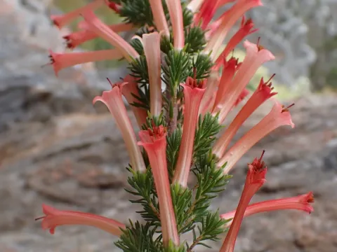 Erica curviflora