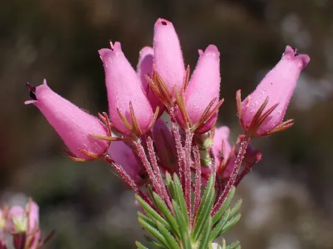 Erica doliiformis