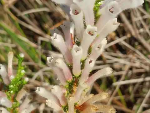 Erica perspicua