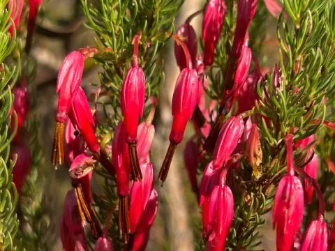 Erica plukenetii